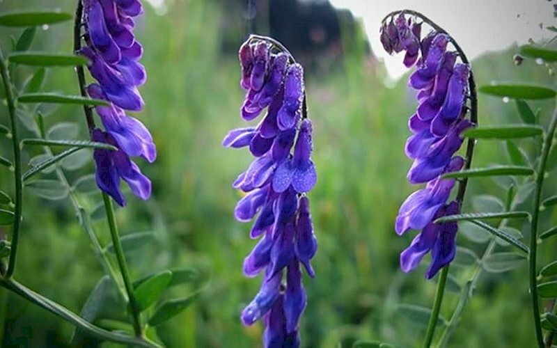 Hình ảnh những chùm hoa bán chi liên trong một buổi chiều tuyệt đẹp