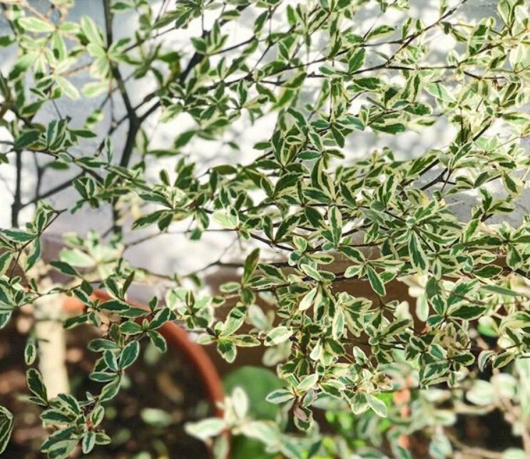 Hình ảnh cây bàng vào mùa xuân dưới nắng vàng lung linh