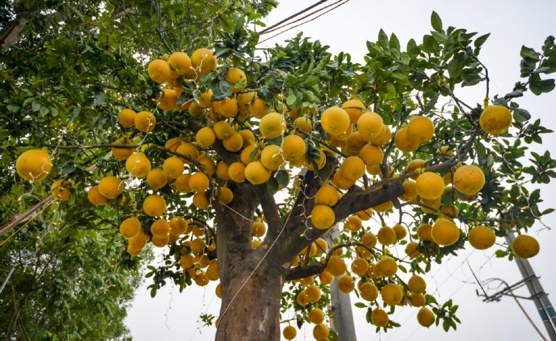 Hình ảnh cây bưởi diễn đắt nhất tại Hà Nội