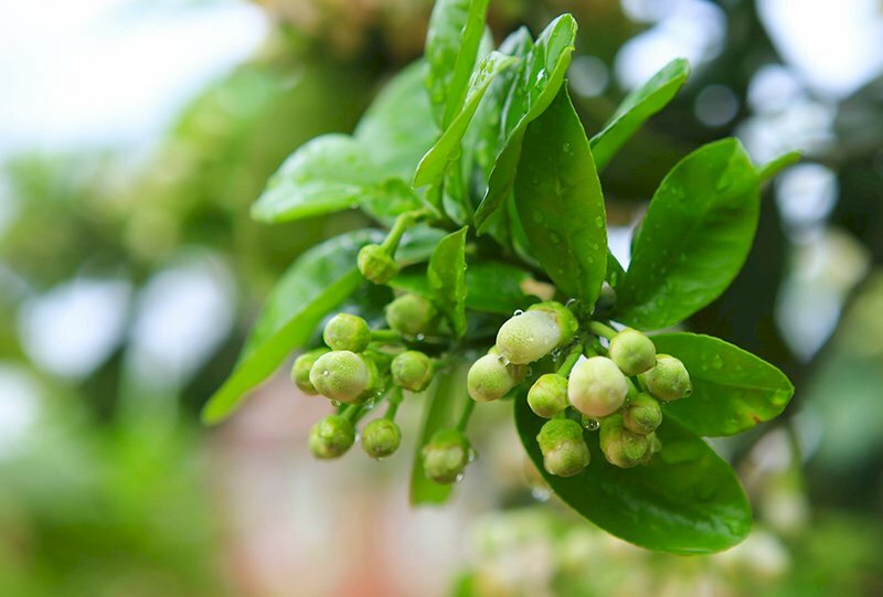 Hình ảnh về cây bưởi ra những búp hoa xanh mơn mỡn còn ướt đẫm sương