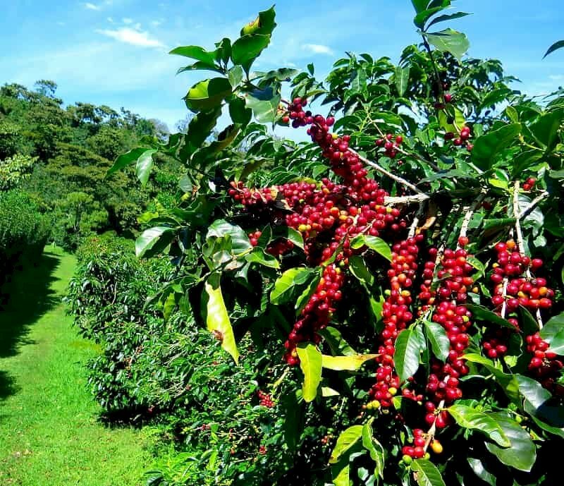 Vườn sau trị dứt điểm bệnh lở cổ rễ cà phê