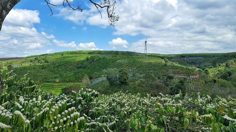 Hình ảnh cây cà phê vào mua hoa nở trắng xóa