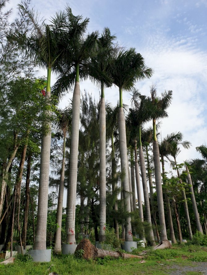 Hình ảnh vườn cau vua cao ngất trời phủ bóng mát