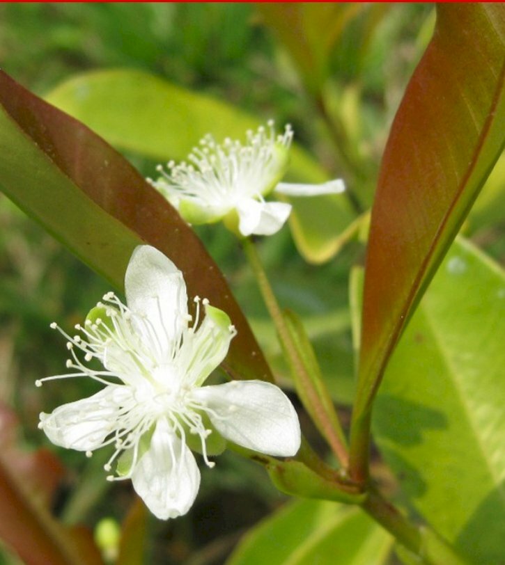 Hình ảnh bông hoa cherry nở rộ tuyệt đẹp tựa như hoa mai trắng ngày Tết
