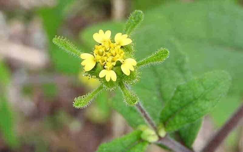 Hoa cây chó đẻ hoa vàng (hoa cây hy thiêm) có màu vàng mọc thành từng cụm nhỏ