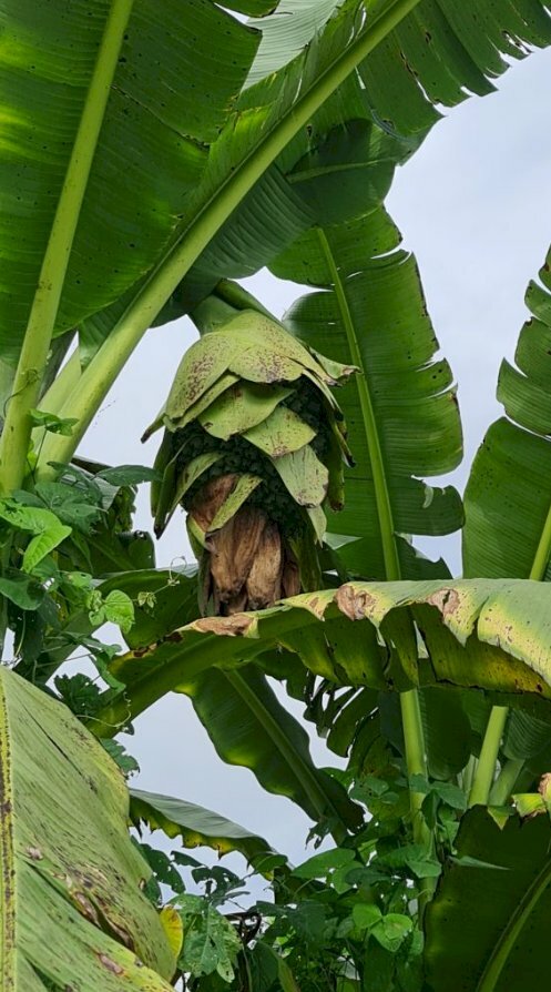 Hình ảnh về cây chuối cô đơn ra hoa rất độc, lạ