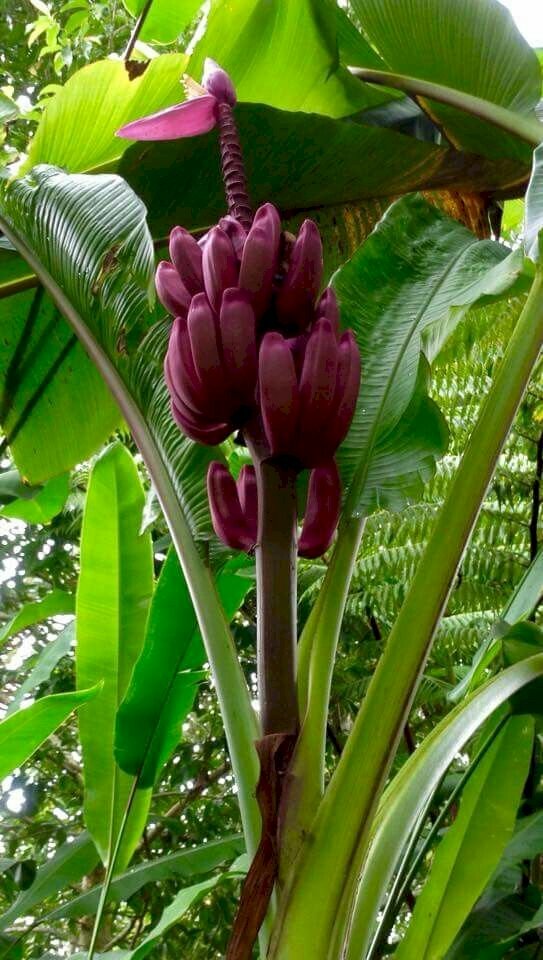 Hình ảnh giống cây chuối đỏ cho ra quả đỏ rất lạ