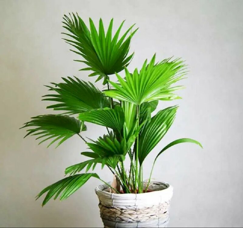 Hình ảnh chậu cây cọ Nhật trang trí cho phong thủy ngôi nhà