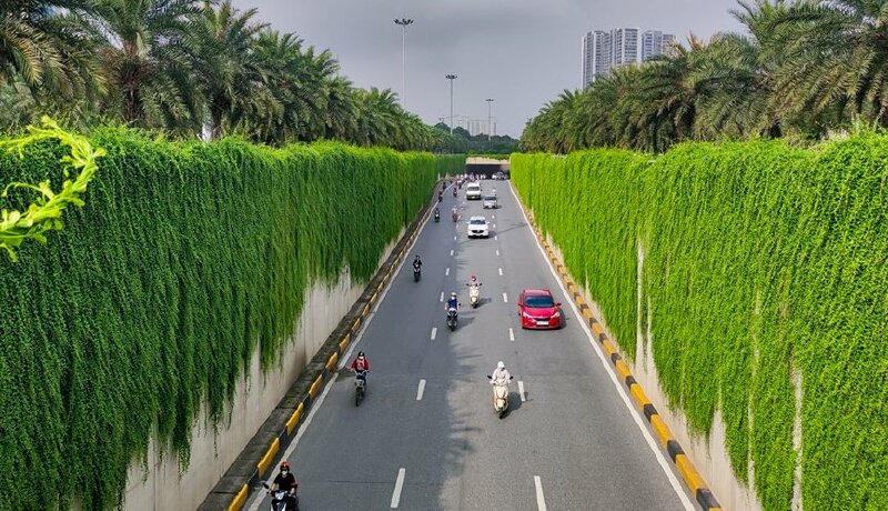 Hình ảnh bức tường hai bên đường phủ giàn cây cúc tần Ấn Độ xanh tươi