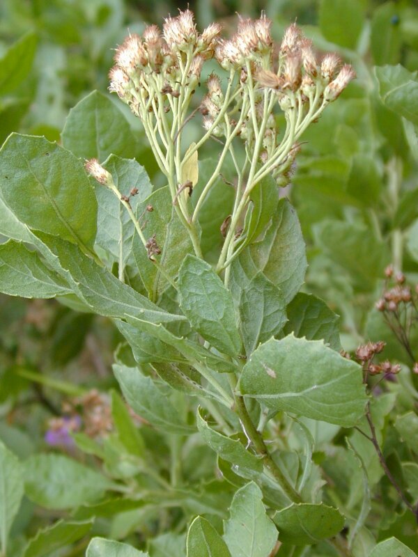 Hình ảnh cây từ bi ra hoa thành từng chùm có màu trắng tím