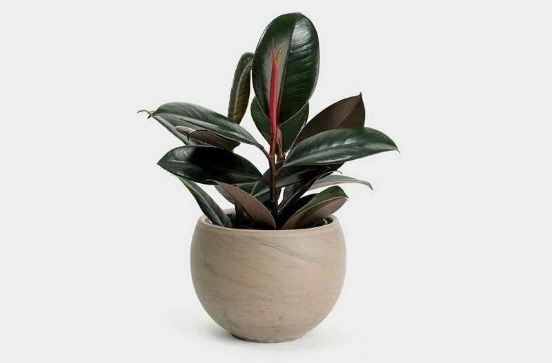 Hình ảnh chậu cây đa búp đỏ nhỏ xinh