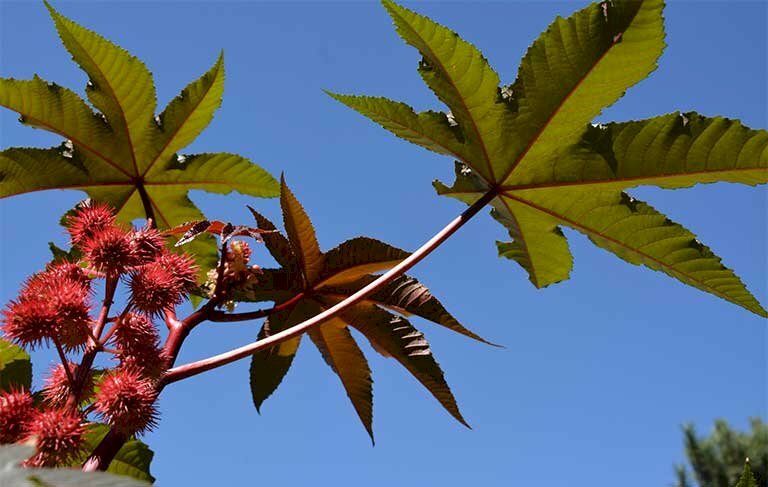 Hình ảnh cây thầu dầu với hoa mọc thành từ chùm, lá non có màu tím đậm, lá già có màu tím xanh