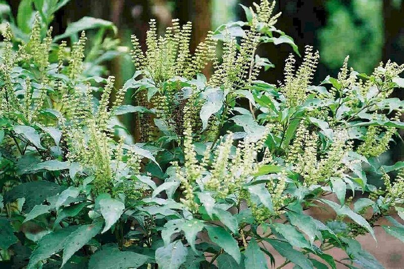 Hình ảnh cây hương nhu trắng còn gọi là é trắng, húng giổi tía hoặc húng quế lông,...