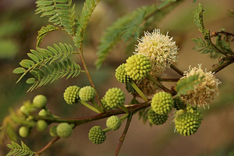 Hình ảnh chùm hoa cây keo dậu có hình tròn mọc thành chùm tuyệt đẹp