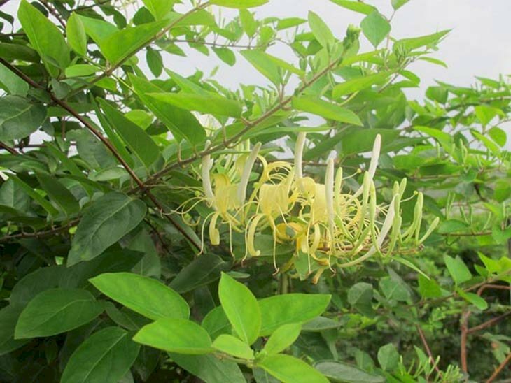 Hình ảnh chùm hoa kim ngân trắng nở trên những tán lá xanh