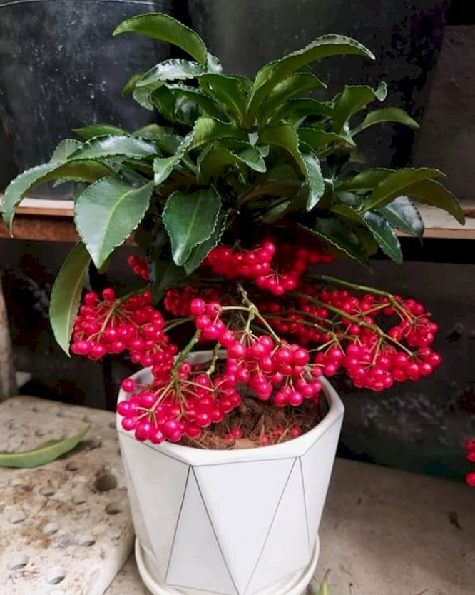 Hình ảnh chậu cây kim ngân lượng tượng trưng cho sự sung túc, ấm no, an khang thịnh vượng, sức khỏe trường thọ, gia đình hạnh phúc viên mãn