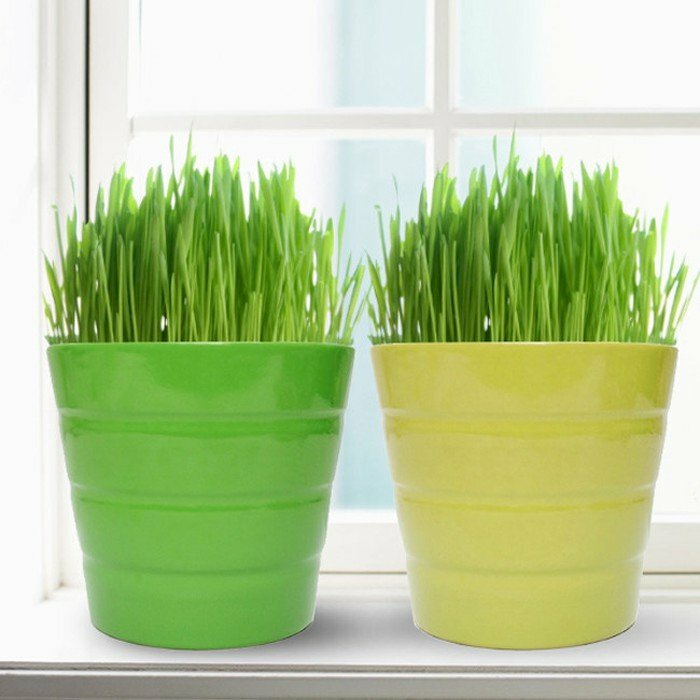 Hình ảnh chậu lúa non được trồng và chăm sóc tốt khác xa với hình ảnh cây láu thiếu dinh dưỡng lá sẽ bị bệnh và rụng lá