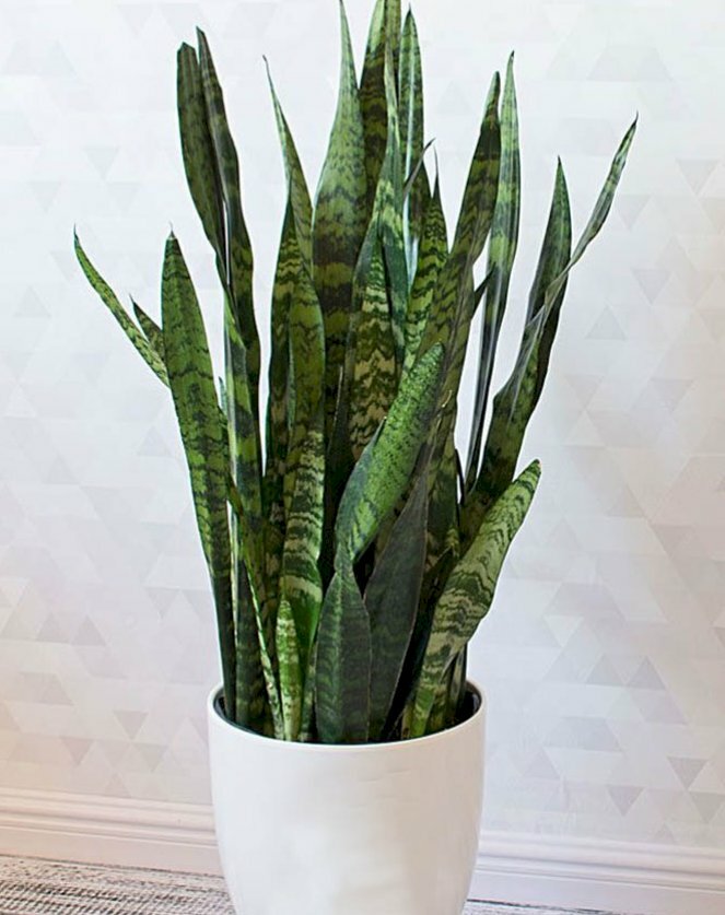 Hình ảnh chậu sứ trồng cây lưỡi hổ trang trí trong nhà có tác dụng thanh lọc không khí