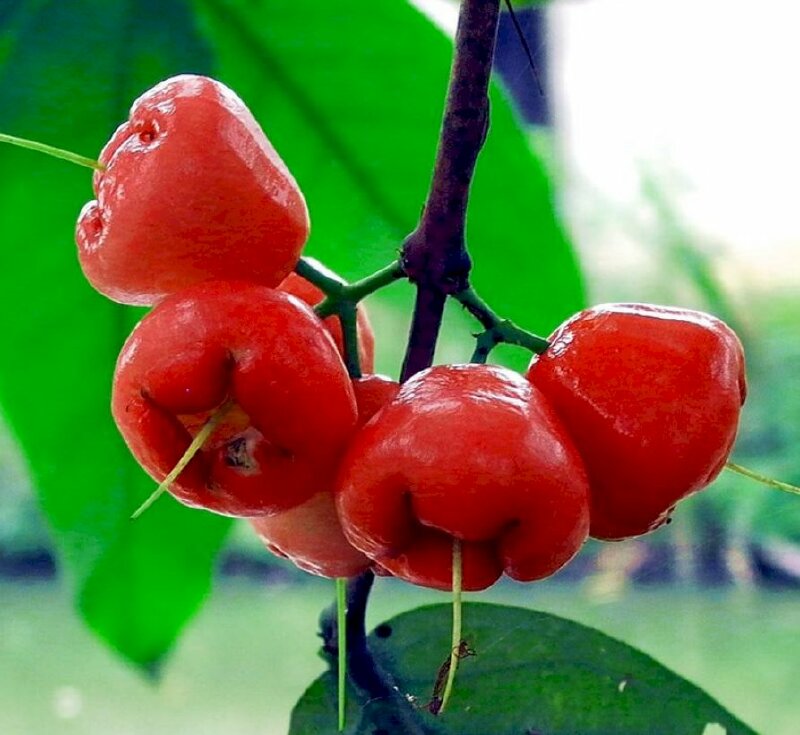 Hình ảnh quả roi (quả mận) đỏ tươi trên cành lá rất đẹp