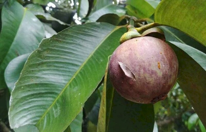 Hình ảnh cây măng cụt cho quả màu tím rất đẹp