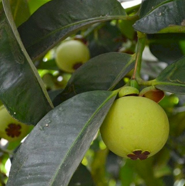 Hình ảnh quả măng cụt vàng mơn mởn trên tán lá xanh