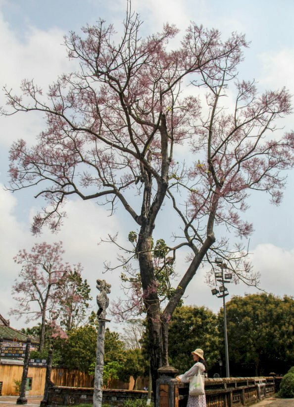 Hình ảnh cây ngô đồng nở hoa đẹp một góc trời