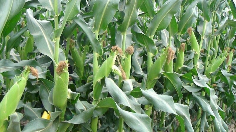 Hình ảnh ngô bắp sắp vào mùa thu hoạch