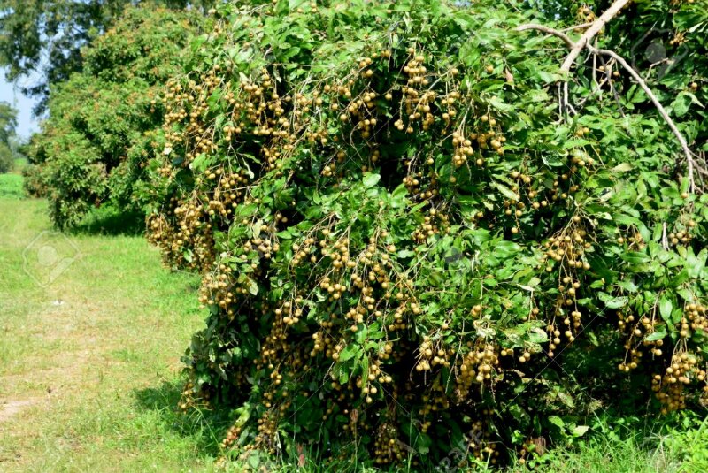 Hình cây nhãn đầy ụ quả chín xum xuê dưới nắng vàng