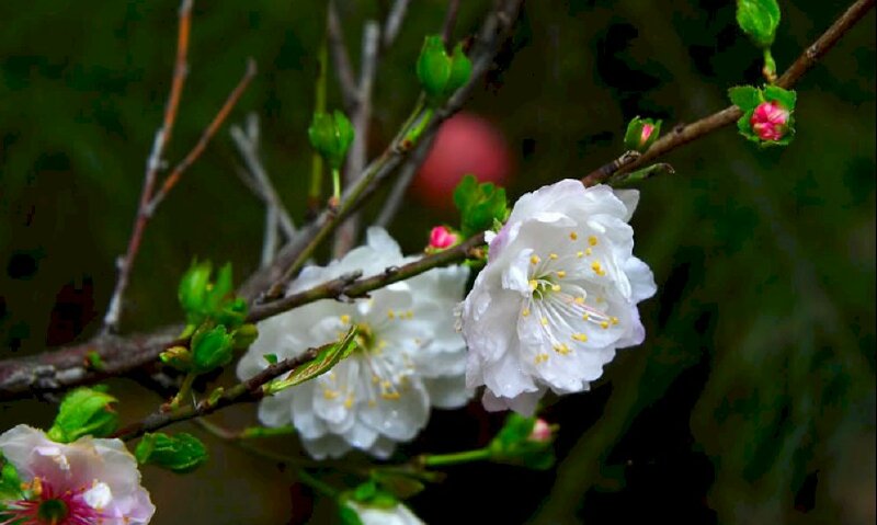 Hình ảnh nhành hoa chi mai trắng đẹp