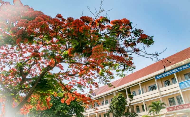 Hình ảnh cây phượng vĩ ra hoa báo hiệu mùa thi cũng là hình ảnh cây phượng vĩ mùa hè gợi nhớ nhiều ký ức thời cắp sách đến trường