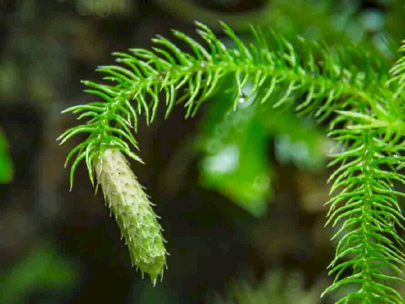 Hình cây thông đẹp, lá kim xanh biếc tự nhiên