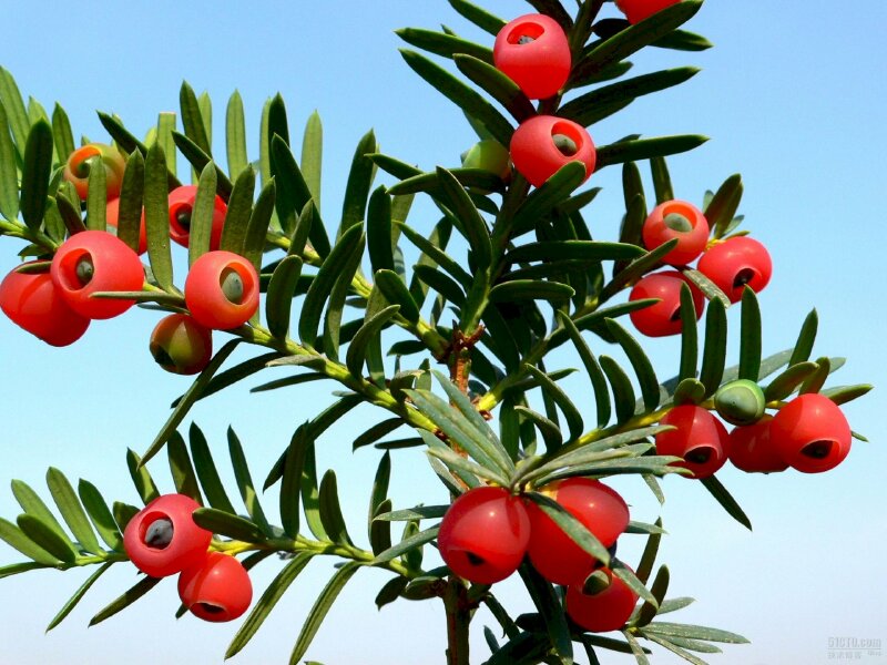 Hình ảnh cây thông cô đơn Đà Lạt giữa bầu trời xanh tuyệt đẹp