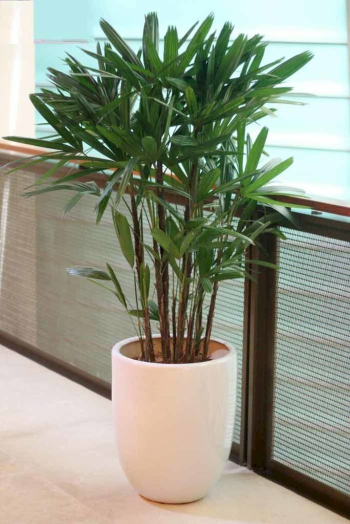 Hình ảnh cây trúc mai trồng chậu sứ trang trí hành lang, phòng khách