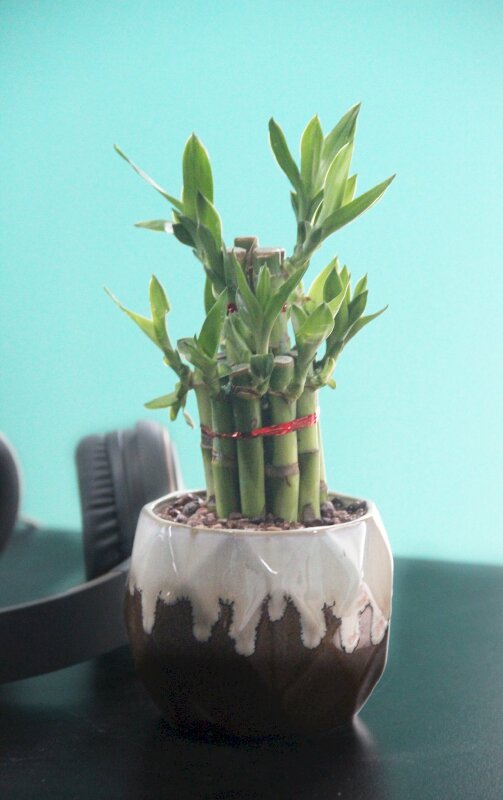 Hình ảnh cây trúc phú quý trang trí bàn làm việc