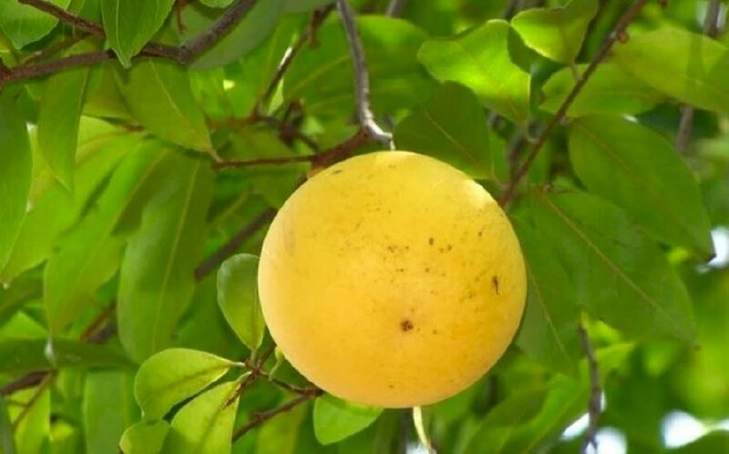 Hình ảnh cây vú sữa đẹp hoàng kim vàng rực rỡ trên tán cây