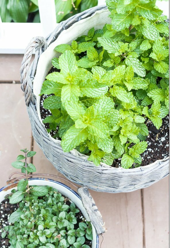 Hình ảnh chậu cây bạc hà trồng trang trí, được dùng làm chất tạo hương trong các loại trà, kem, kẹo, kem đánh răng hay xà phòng, mỹ phẩm và dầu gội