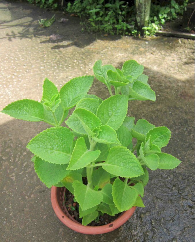 Hình ảnh chậu cây húng chanh xanh tốt được trồng ở khắp nơi dùng làm gia vị nấu ăn