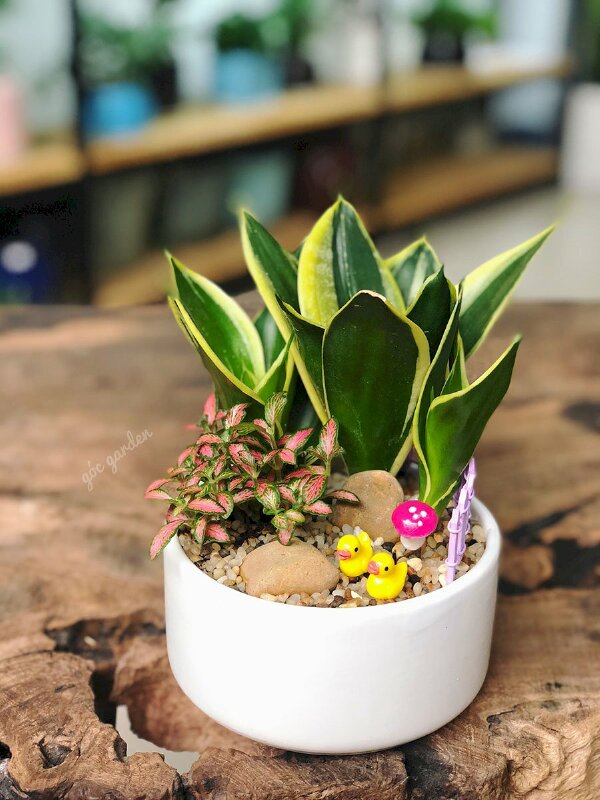 Hình ảnh chậu lưỡi hổ vàng mini cute