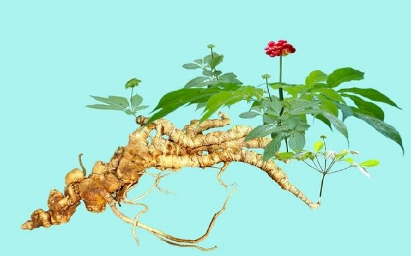 Hình ảnh cây sâm ngọc linh nhiều năm tuổi