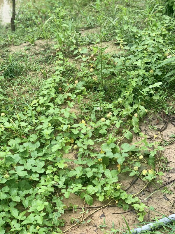 Vườn cây lạc tiên mọc bò dưới đất