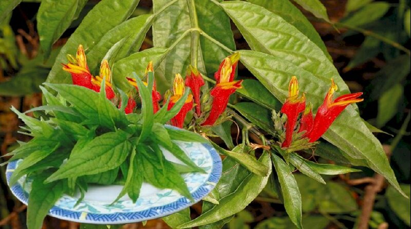 Hình ảnh đĩa lá bìm bịp bên chùm hoa đỏ rực