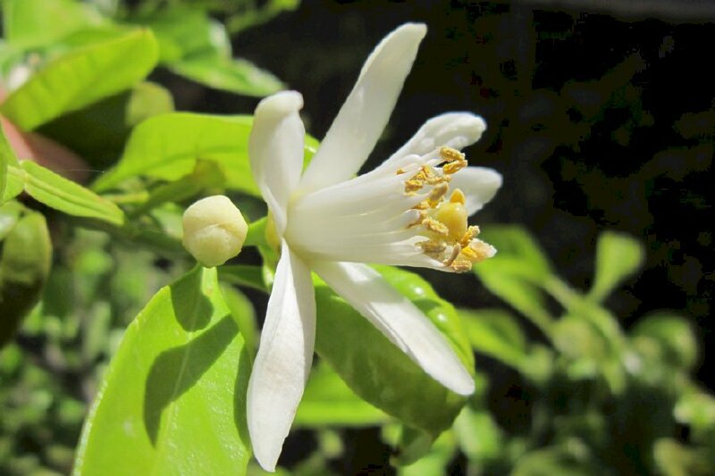 Hình ảnh hoa cam đẹp dưới nắng