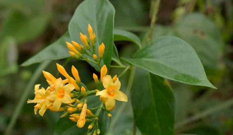 Hình ảnh ngọn nhánh cây lá ngón nở ra chùm hoa xinh