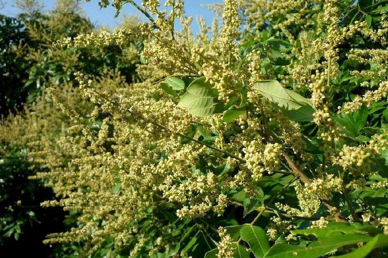 Hình ảnh vườn nhãn với những chùm hoa nở rực rở dưới nắng