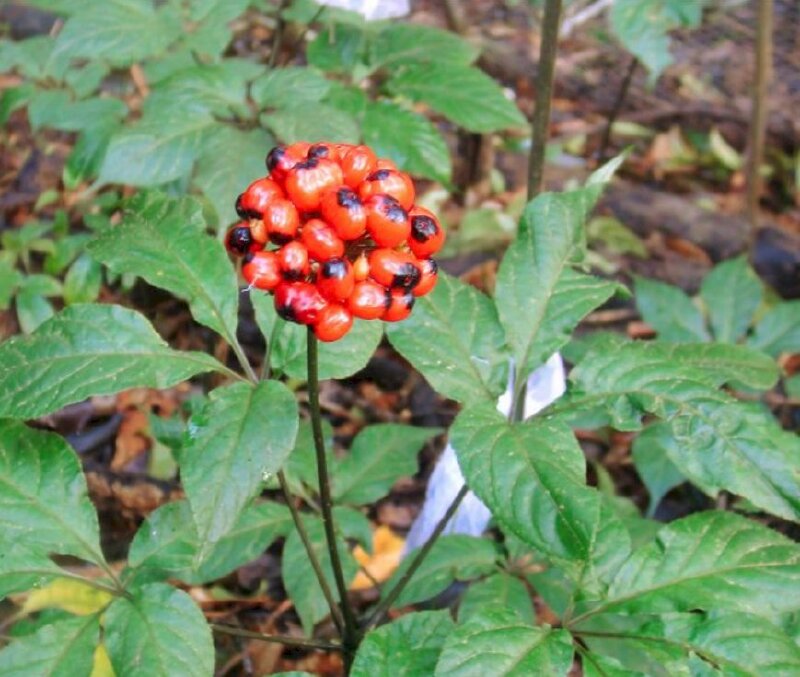 Cây hoa sâm ngọc linh là bộ phận sinh sản duy nhất của cây