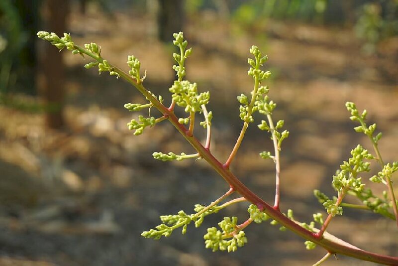 Hình ảnh nhánh hoa xoài đang kết thành những chùm hoa nhỏ