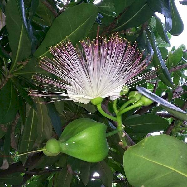 Hình ảnh hoa bàng và trái bàng