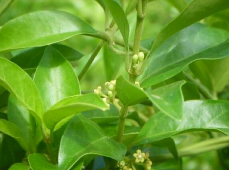 Ảnh chùm hoa thìa canh lấp ló trong tán lá xanh