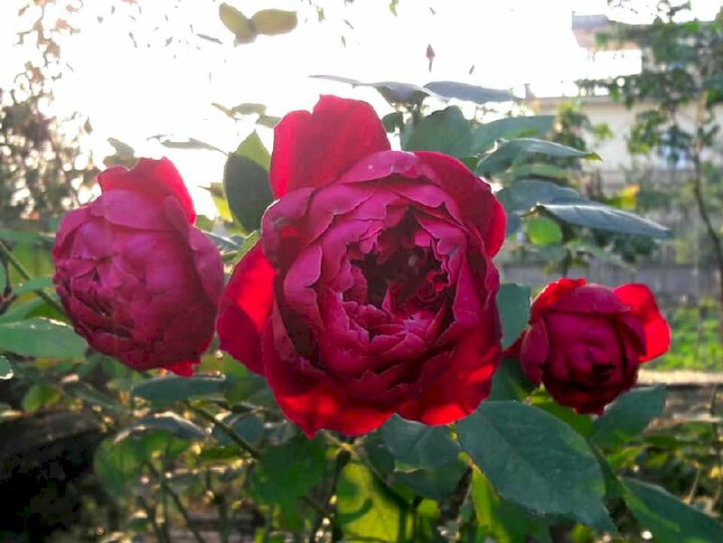 Hình ảnh hoa hồng đỏ đẹp dưới ánh nắng