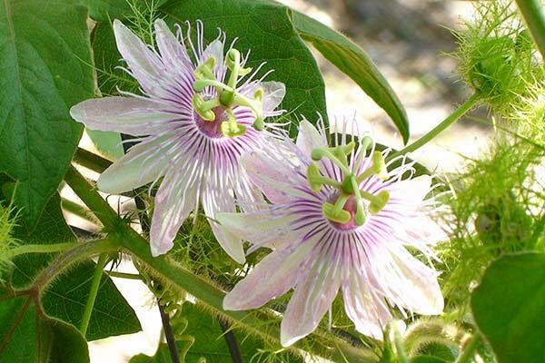 Hình ảnh đôi hoa lạc tiên nở rực rỡ